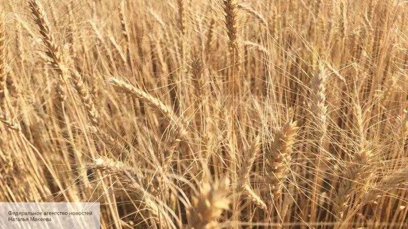 Погода положительно отразилась на качестве российской пшеницы