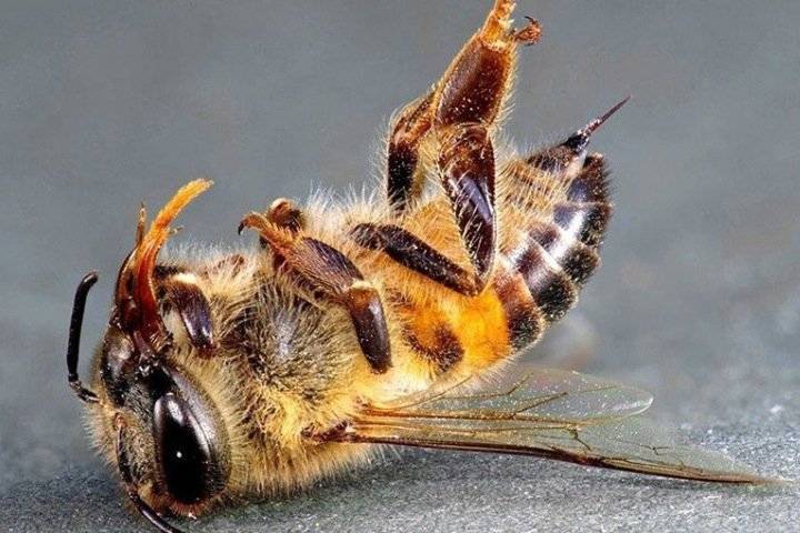 В России массовая гибель пчел