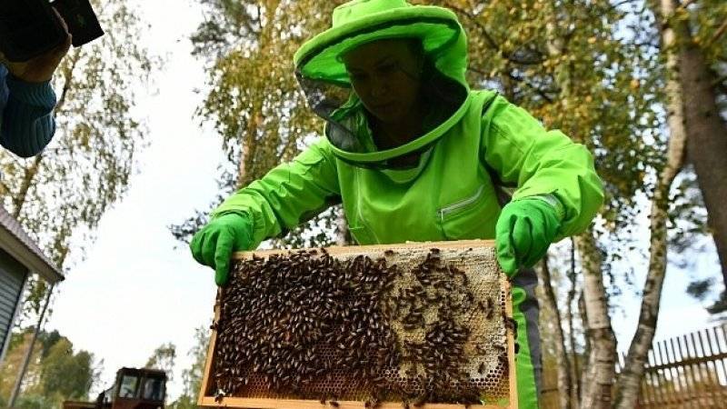 Минсельхоз подготовил меры для предотвращения массовой гибели пчел в России