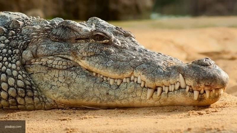 Крокодил сбежал из цирка в Новосибирске