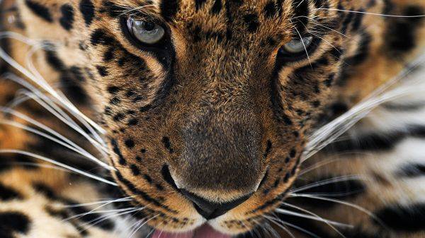 В Приморье начнут строить центр реинтродукции дальневосточных леопардов — Информационное Агентство "365 дней"