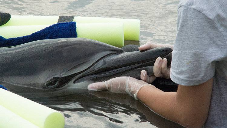 В Крыму на берег выбросились пять дельфинов