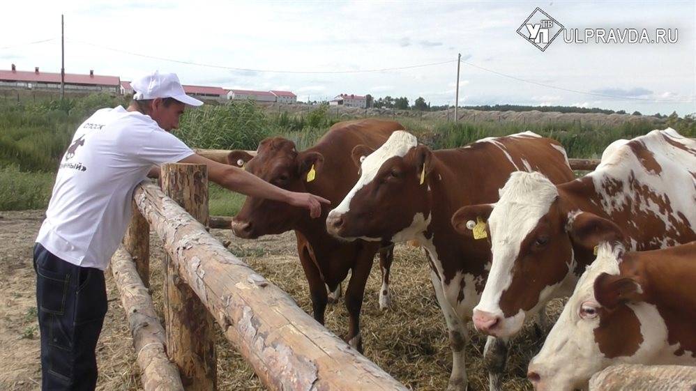 Сергей Морозов вручил многодетной семье из Троицкого Сунгура сертификат на покупку коров