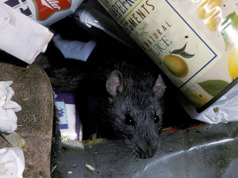 Из-за проблем с вывозом мусора Норильск наводнили крысы