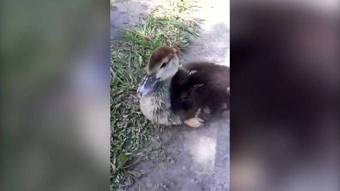 Видео: в Шушарах на пожарном водоеме поселились ручные утки