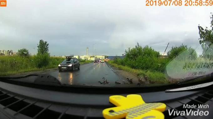Видео: водитель пропустил уток, которые переходили дорогу в Кудрово