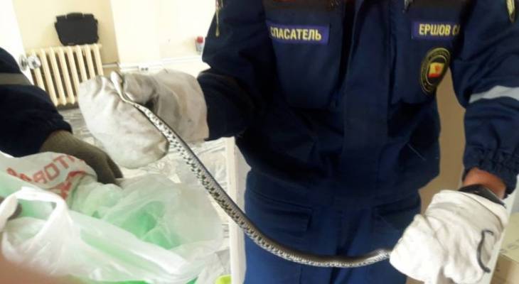 Сотрудники магазина в Чебоксарах вызвали спасателей, увидев змею