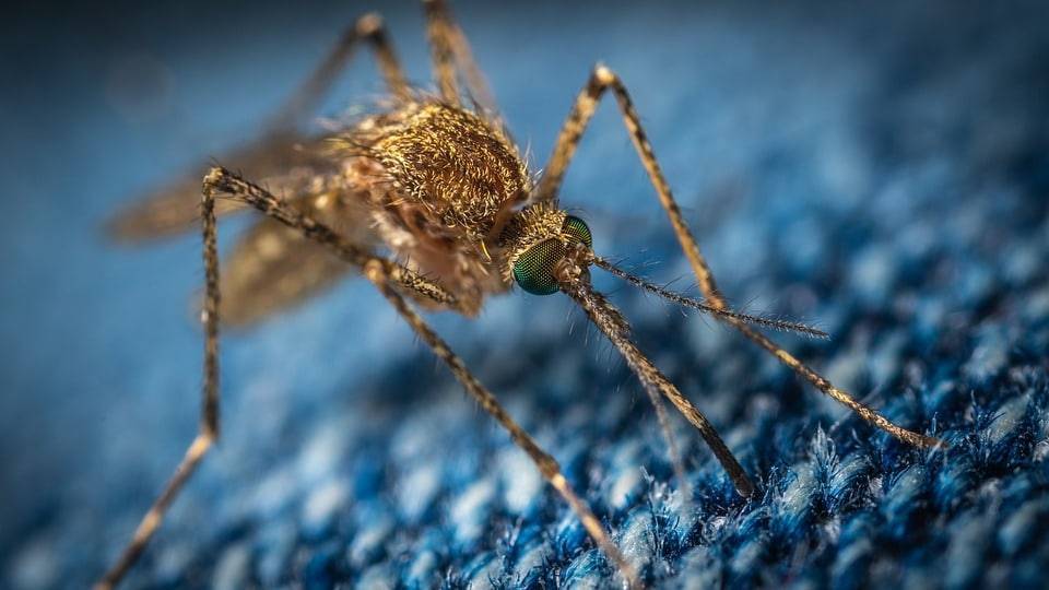 Нашествие комаров в Нур-Султане: 
столичных чиновников могу наказать
