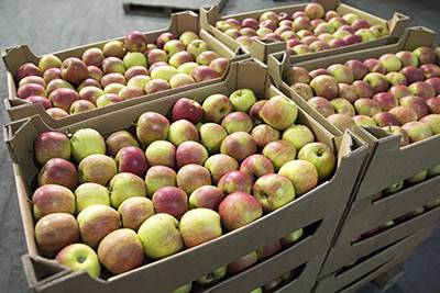 Брянские таможенники задержали свыше 100 тонн контрабандных яблок