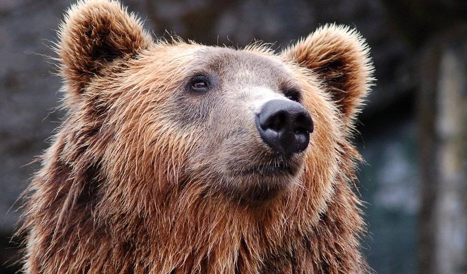 Дикий медведь в США угнал и разбил автомобиль