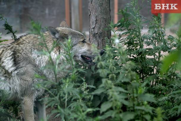 В Сыктывдинском районе волки оставили от собаки только ошейник