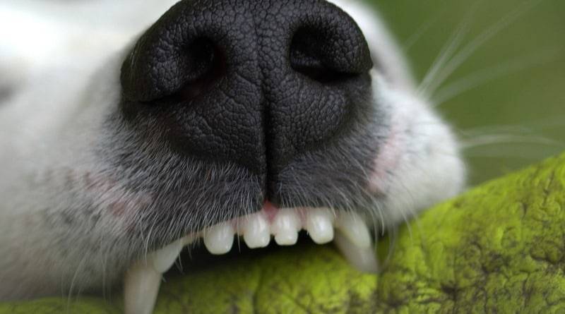 Во Флориде бездомные собаки растерзали мужчину: на теле было больше 100 укусов