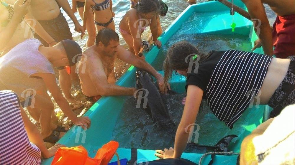 Туристы до смерти замучили раненного дельфина в Крыму
