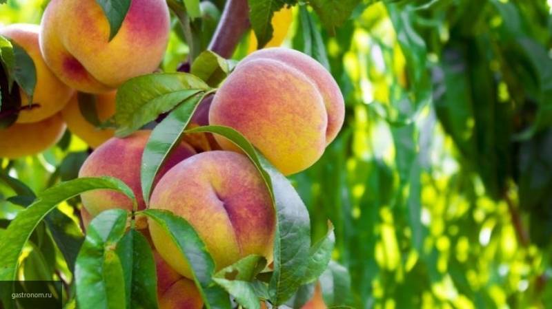 Россельхознадзор запрещает ввоз в Россию из Китая слив, персиков и яблок