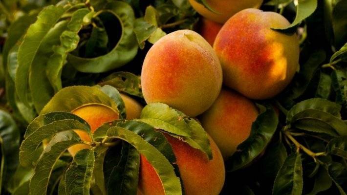 Россия приостановит ввоз яблок, слив, персиков из Китая с 10 августа