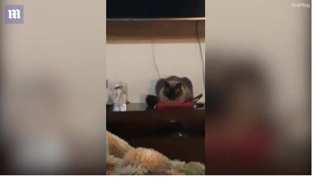 Видео: в Бразилии кот выключил будильник хозяйки