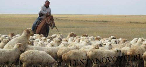 Поголовье овец в Казахстане увеличилось почти на треть