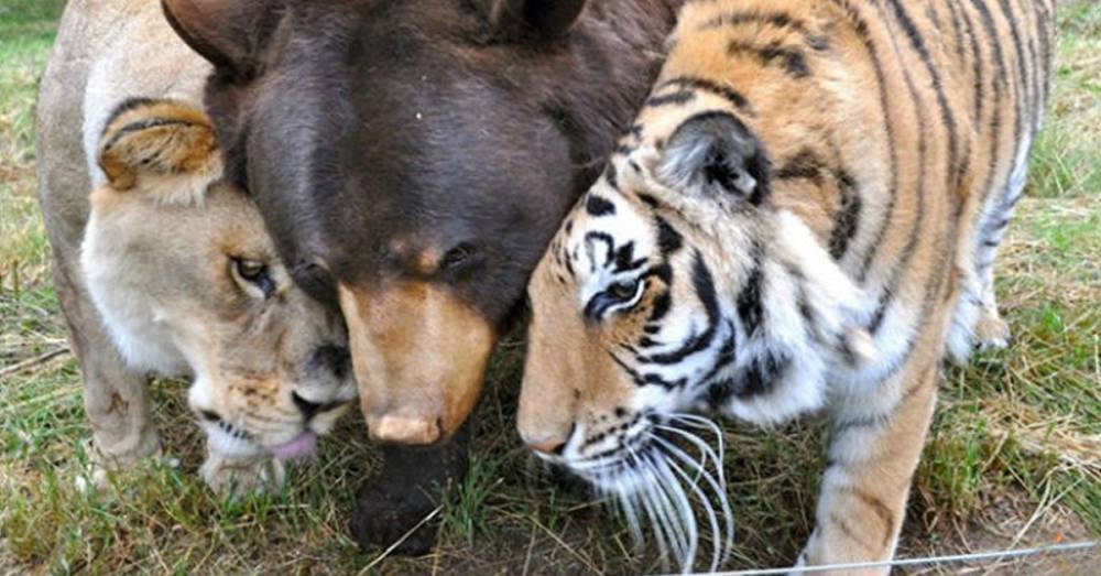Лев, тигр и медведь дружат уже 15 лет - factsinter.com