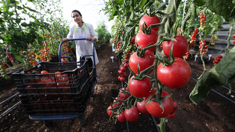 Рост урожая тепличных овощей позволит сохранить летние цены до декабря