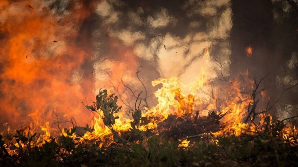 Более 30 лесных пожаров ликвидировали в течение суток в России