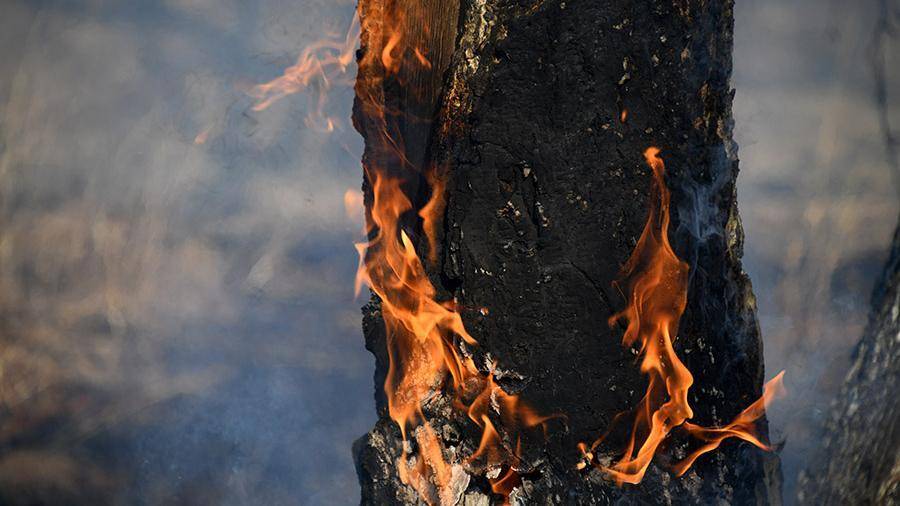 В Росгидромете спрогнозировали ухудшение лесных пожаров из-за изменений климата