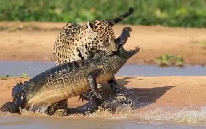 Более 15 миллионов просмотров: ягуар за две секунды разделался с крокодилом