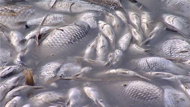 В Башкирии на одной из рек произошел массовый мор рыбы — Общество. Новости, Новости России
