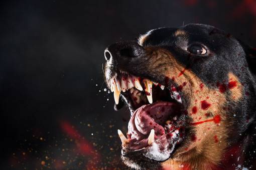 «Псы-киллеры»: какие собаки угрожают россиянам