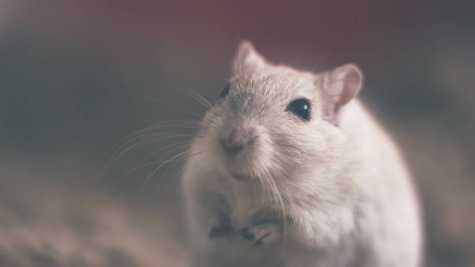 В Японии попытаются получить человеко-мышь - Cursorinfo