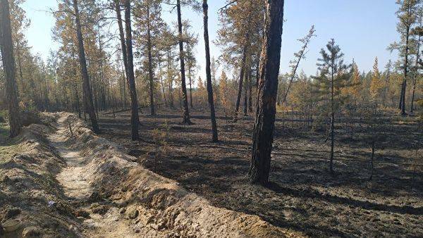 Ситуация с лесными пожарами с годами будет ухудшаться, заявил Росгидромет — Информационное Агентство "365 дней"