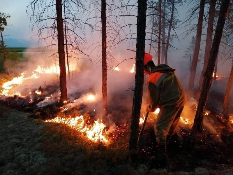 Медведев поручил проверить возможность намеренных поджогов лесов