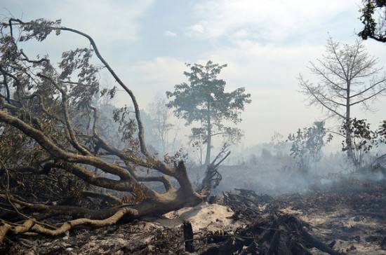 Систему оценки ущерба от лесных пожаров предлагают изменить