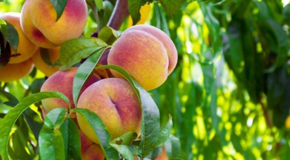 Россельхознадзор приостановил ввоз абрикосов, персиков и яблок из Китая
