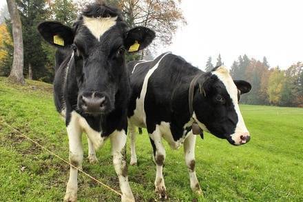 Половину стоимости ремонта «Лады» взыскал Бутурлинский суд с&nbsp;хозяйки двух коров