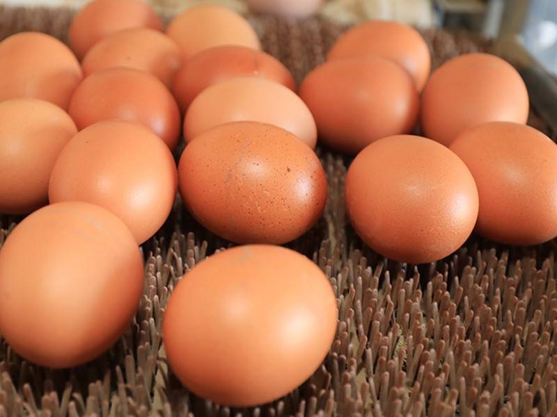 Токсичные куриные яйца нашли в магазинах Бельгии