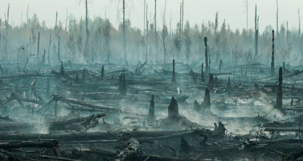 Следователи из Москвы направлены для установления причин лесных пожаров