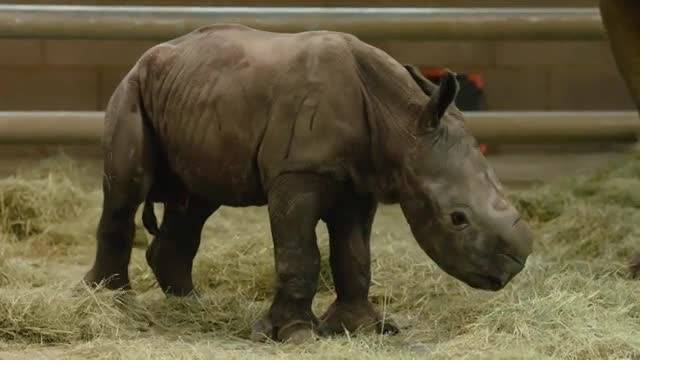 В США в зоопарке родился первый белый носорог "из пробирки" - piter.tv - Юар - county San Diego