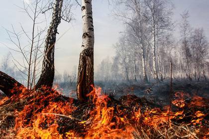 Лесные пожары в Сибири заинтересовали следователей