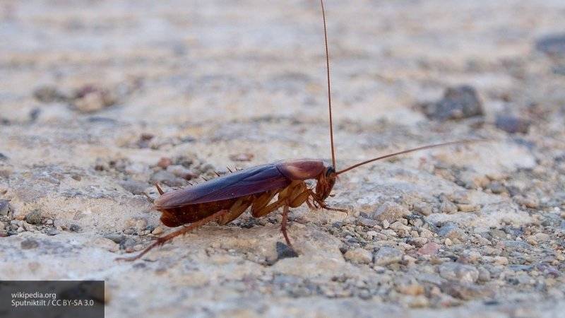 Ученый объяснил, что люди никогда не смогут избавиться от тараканов