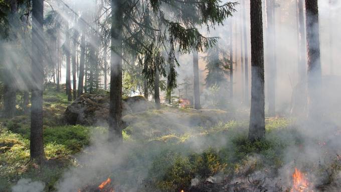 Россия заняла лидирующее место на планете по количеству пожаров