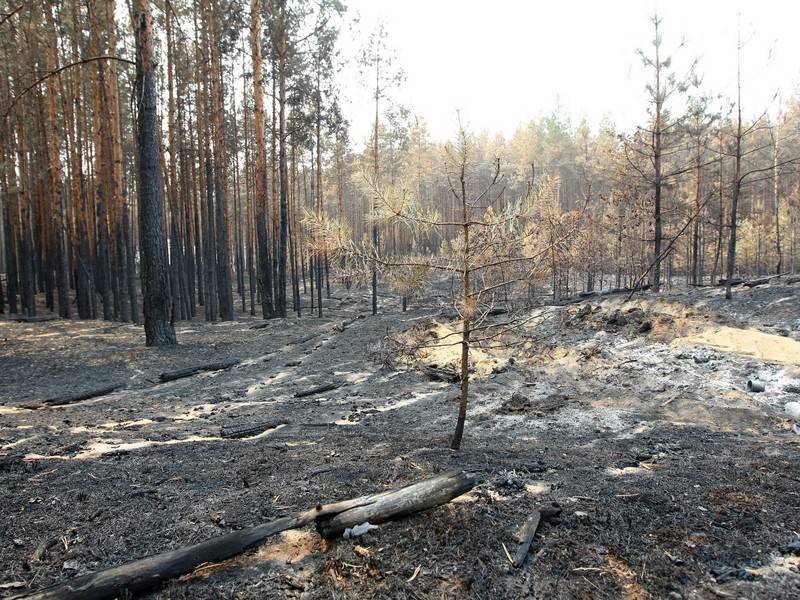 Лесные пожары больше не угрожают жителям Красноярского края