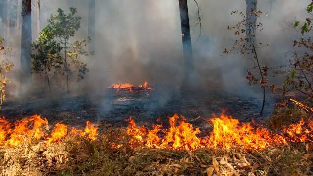 Медведев поручил проверить версию об умышленных поджогах леса. РЕН ТВ