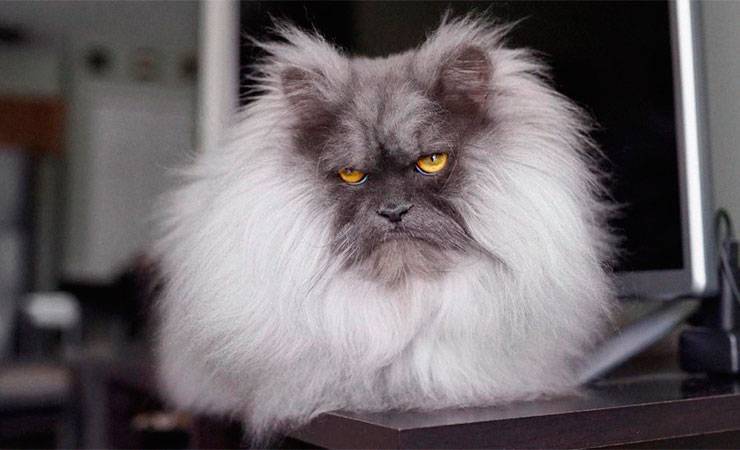 Всегда злой кот стал новой звездой Инстаграма. Только взгляните на него