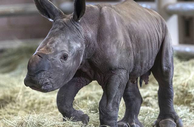 В США самка белого носорога родила детеныша с помощью искусственного оплодотворения