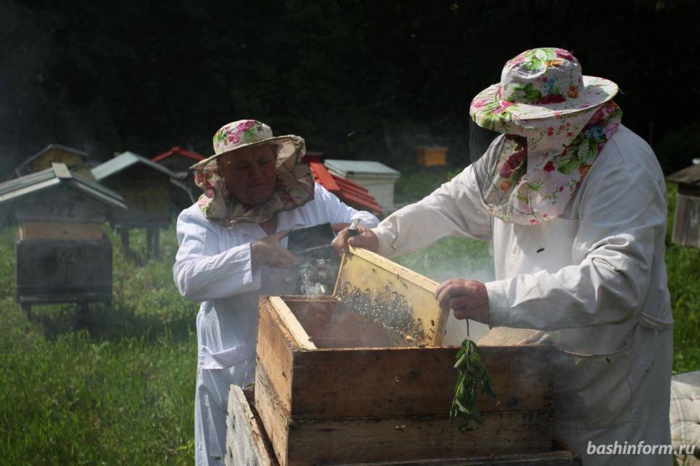 В ряде регионов России решено компенсировать потери пчеловодам  // ЭКОНОМИКА|ДЕНЬГИ | новости башинформ.рф