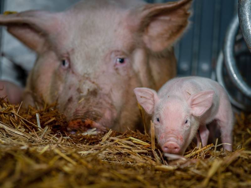Африканскую чуму обнаружили у свиней в Приморье