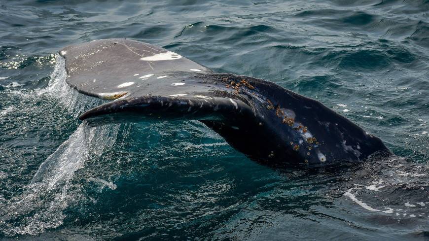 Спасательная операция: перуанцы сутки пытаются помочь горбатому киту