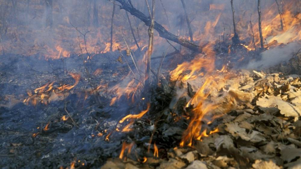 В ГД предложили изменить систему оценки ущерба от лесных пожаров