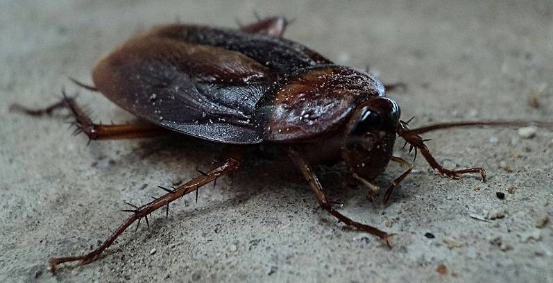 Почему избавиться от тараканов невозможно, объяснил ученый
