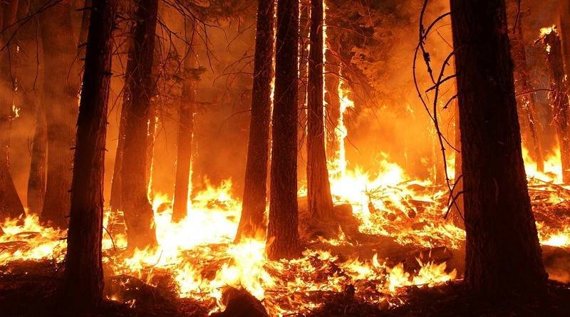 Трамп позвонил Путину и предложил ему помощь в борьбе с лесными пожарами в Сибири